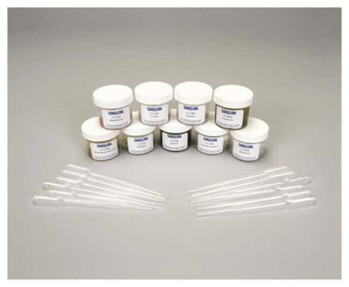 Набор классификации простейших Каролины Набор классификации простейших:Образование | Фишер Сайентифик