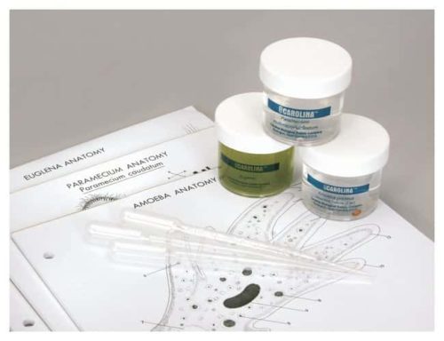 Обзор набора Carolina™ Amoeba, Paramecium и Euglena