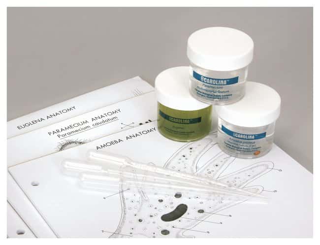Обзор набора Carolina™ Amoeba, Paramecium и Euglena