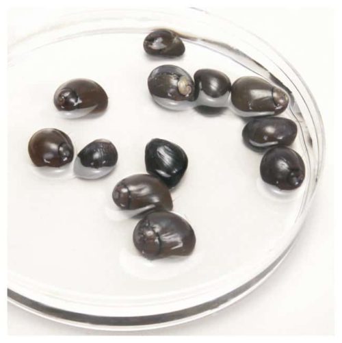 Каролина Пруд Улитки Улитки, Пруд, Контейнер 12:Образовательные принадлежности, | Фишер Сайентифик