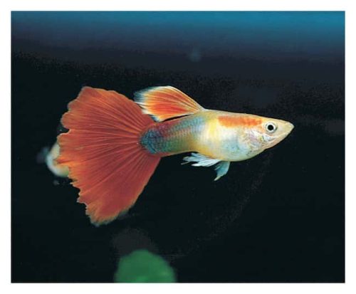 Каролина Необычные гуппи Необычные гуппи, Контейнер из 3: Образовательные принадлежности, | Фишер Сайентифик