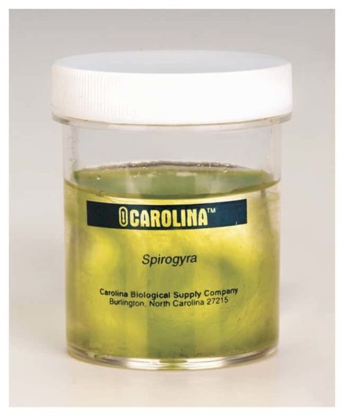 Каролина пресноводная спирогира Spirogyra:Образовательные принадлежности, количество: каждый | Фишер Сайентифик