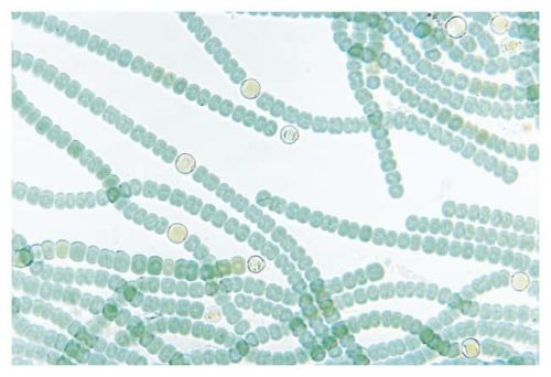 Культуры цианобактерий Carolina™