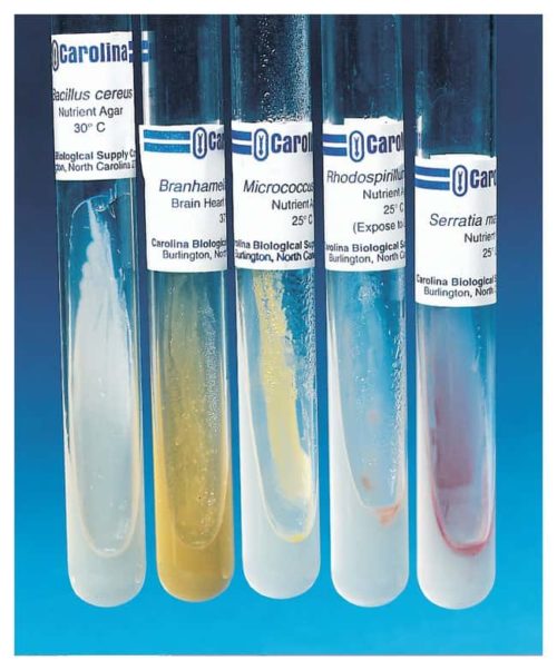 Набор для сравнения окраски по грамму Каролины Набор для сравнения окраски по грамму:Образование | Фишер Сайентифик