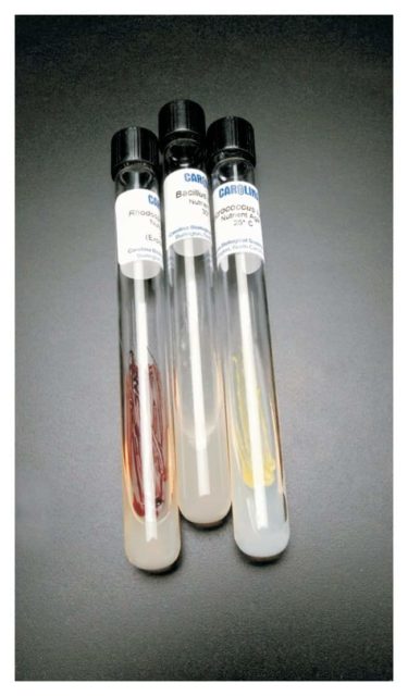 Ознакомительные наборы бактерий Carolina™