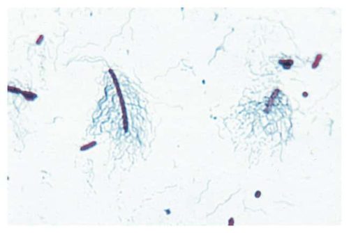 Индивидуальные бактериальные культуры Carolina™ (Новая Зеландия)
