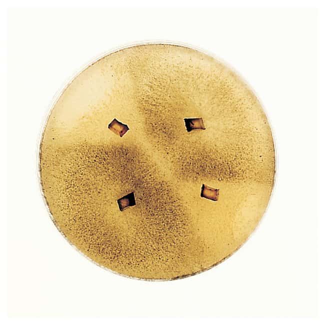 Демонстрационный крест Каролины Сордариа Тарелка Демонстрационный крест Сордария | Фишер Сайентифик