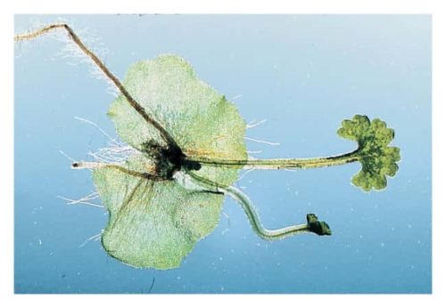 Carolina™ Fern Prothallia, стадия молодого спорофития