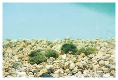 Каролина™ Green Ribbon Голожаберный моллюск