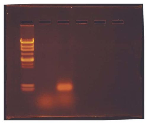 ОТ-ПЦР: Молекулярная биология репликации ВИЧ Набор для ОТ-ПЦР, для молекулярных | Фишер Сайентифик