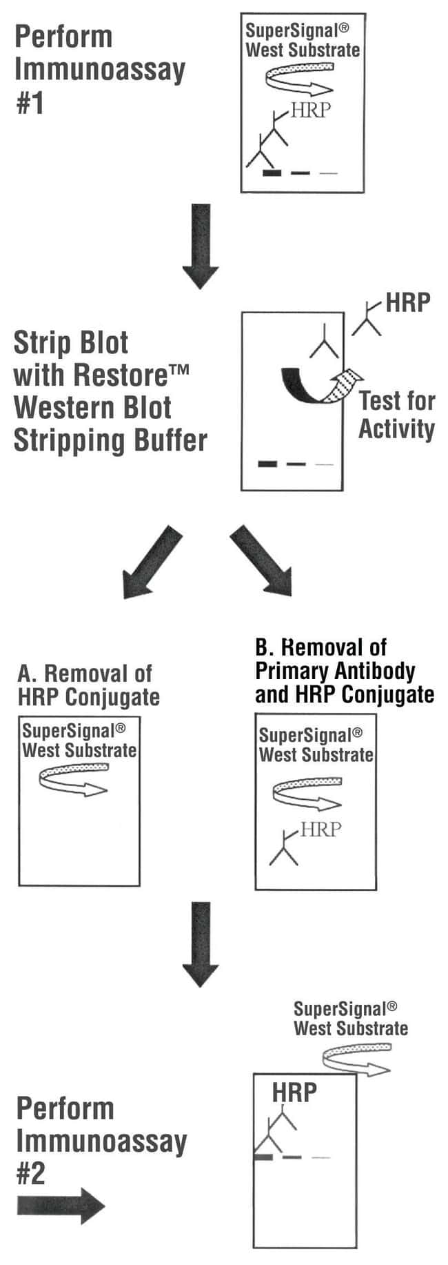 Буфер для десорбции вестерн-блотов Thermo Scientific™ Restore™