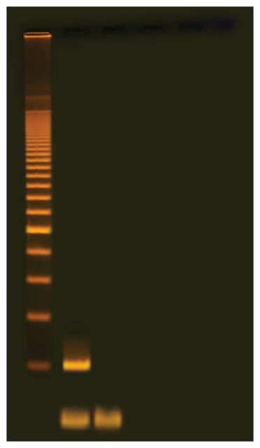 Edvotek Идентификация генетически модифицированных пищевых продуктов с помощью ПЦР на основе ПЦР | Фишер Сайентифик