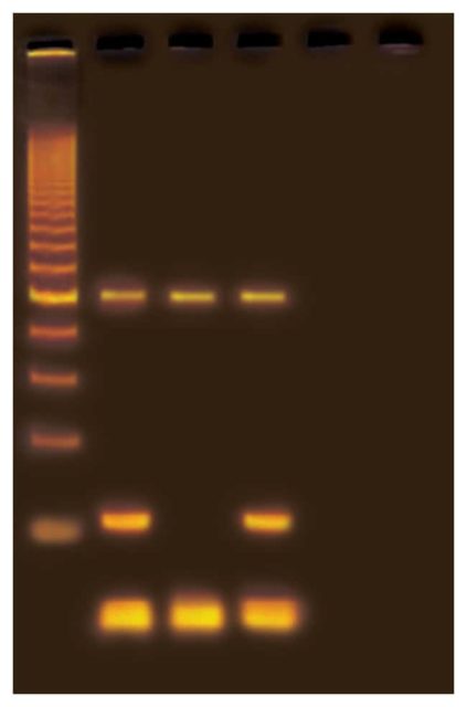 Edvotek Генотипирование дрозофилы с помощью ПЦР Генотипирование дрозофилы Pcr:PCR Equipment | Фишер Сайентифик