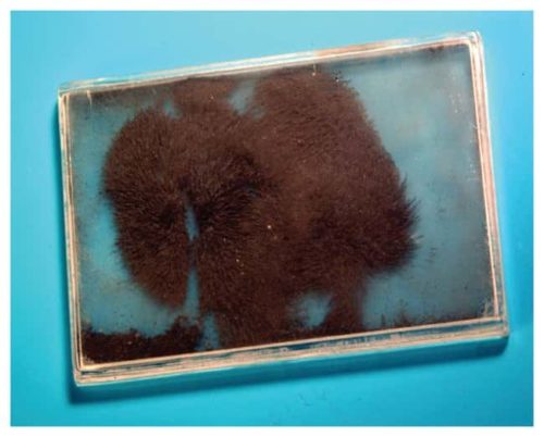 Демонстратор магнитного поля United Scientific Supplies Размеры: 91 x 66 | Фишер Сайентифик