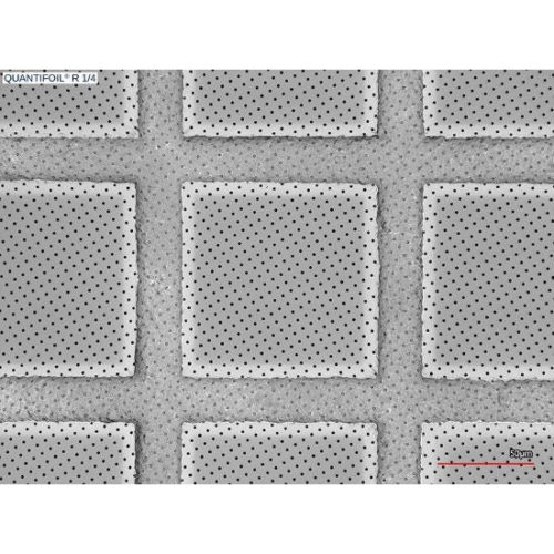 Quantifoil R 1/4 holey carbon film coated grids