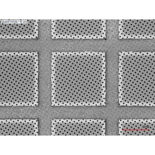 Quantifoil R 2/4 holey carbon film coated grids