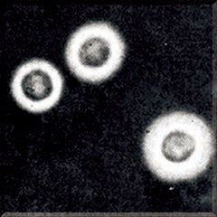 Капсула с индийскими чернилами, положительный контроль