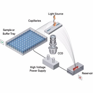 A2300-1250-5580- FA 12-капиллярная решетка, длинная, 55 см. Для использования с системой Fragment Analyzer 5200.