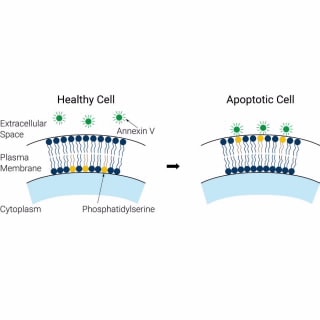 8711006- eAnnexin V Green. The eAnnexin V Green (CF488A) reagent enables quantitative detection of apoptotic cells based on phosphatidylserine (PS) translocation. Annexin V is a calcium dependent phospholipid-binding protein with high affinity for PS.