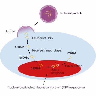 8711011- ЭЛенти Красный. Реактивы вируса eLenti позволяют создавать стабильные клеточные линии, экспрессирующие локализованный в ядре mKate2 (красный флуоресцентный белок). Конститутивная экспрессия этих флуоресцентных белков осуществляется промотором EF1-α.