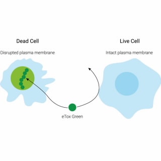 8711008- eTox Зеленый. Реактив eTox Green избирательно окрашивает ядра мертвых клеток. Он не способен пройти через неповрежденную мембрану здоровых клеток, но получает доступ внутрь мертвых клеток через разрушения их мембран.