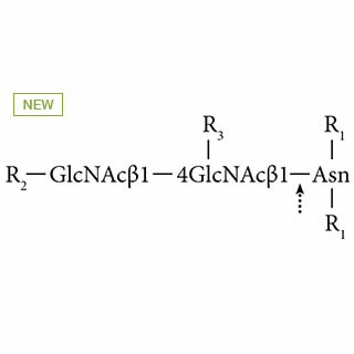 GKE-5010B- AdvanceBio N-Glycanase-plus (PNGase F), ≥10 U/mL (formerly ProZyme). Enzyme releases intact N-glycans by cleaving between the innermost GlcNAc and Asn. A recombinant form of PNGase F. Includes 5x N-glycanase reaction buffer:100 mM sodium phosphate pH 7.5, 0.1% sodium azide, denaturation solution: 2% SDS, 1 M 2-mercaptoethanol, detergent solution: 15% detergent, 5x N-glycanase Tris reaction buffer: 50 mM Tris-HCl pH 8.0