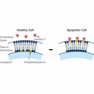 Номер детали: 8711007- eAnnexin V Red. Реагент eAnnexin V Red (CF594) позволяет количественно обнаруживать апоптотические клетки на основе транслокации фосфатидилсерина (PS). Аннексин V представляет собой кальций-зависимый фосфолипидсвязывающий белок с высоким сродством к ФС.