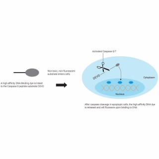 8711027- экаспаза синий. Реагент eCaspase-3 Blue обнаруживает активность каспазы-3/7 в интактных клетках, не ингибируя прогрессирование апоптоза. Он состоит из флуорогенного красителя ДНК, ковалентно связанного с пептидом, содержащим последовательность распознавания каспазы-3/7 DEVD.