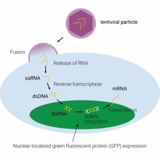 8711010- eLenti Green. The eLenti virus reagents enable the construction of stable cell lines that express nuclear-localized green fluorescent protein (GFP). Constitutive expression of these fluorescent proteins is driven by the EF1-α promoter.