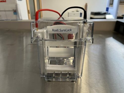 Life Technologies Xcell SureLock Surelock Cell