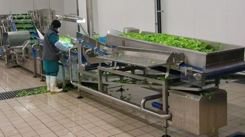 Ленточный сортировщик овощейс конвейером