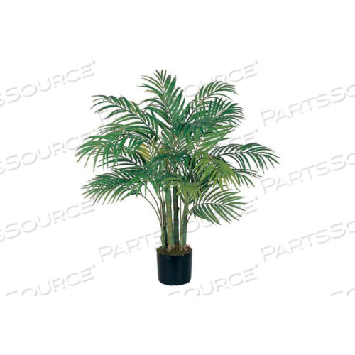 3 АРЕКА ШЕЛКОВАЯ ПАЛЬМА