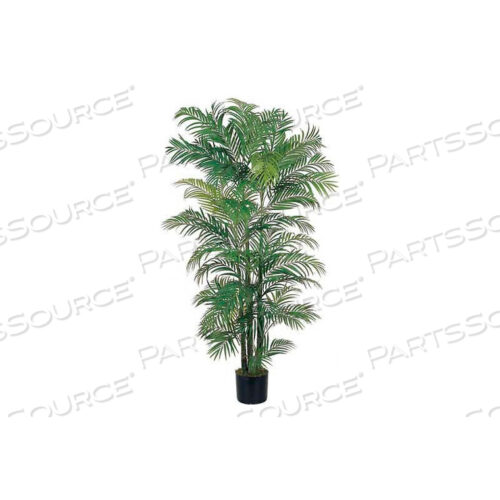 6 АРЕКА ШЕЛКОВАЯ ПАЛЬМА