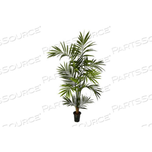 6 КЕНТИЯ ПАЛЬМОВОЕ ШЕЛКОВОЕ ДЕРЕВО