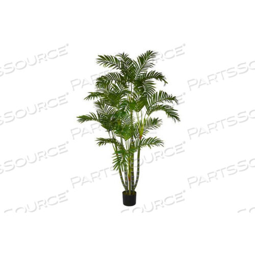 5 АРЕКА ШЕЛКОВОЕ ДЕРЕВО