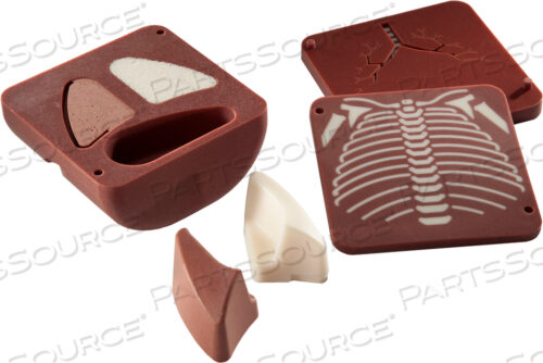 АНТРОПОМОРФНЫЙ ФАНТОМ ГРУДНОЙ КЛЕТКИ НОВОРОЖДЕННОГО