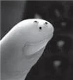 SM04253411 (NTC Thermistors)